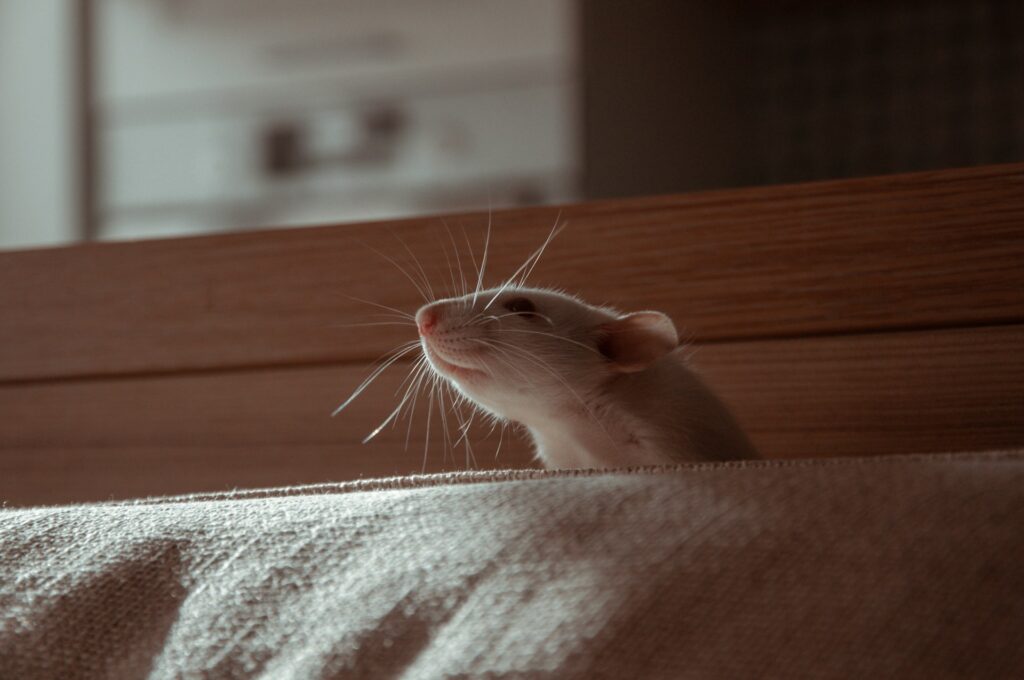 Curious rat