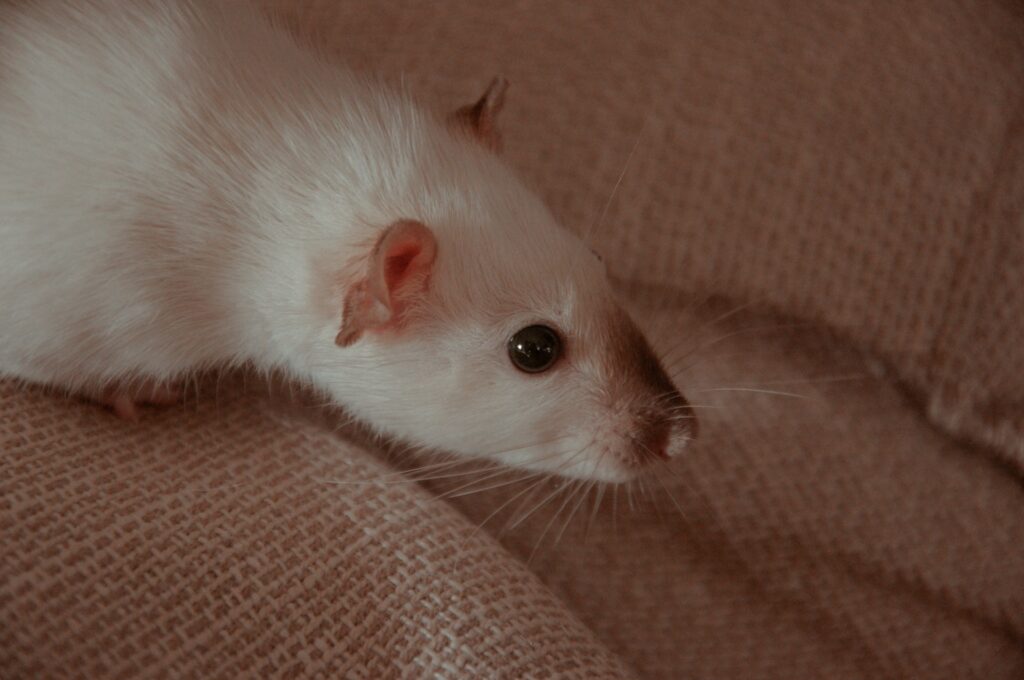 White rat