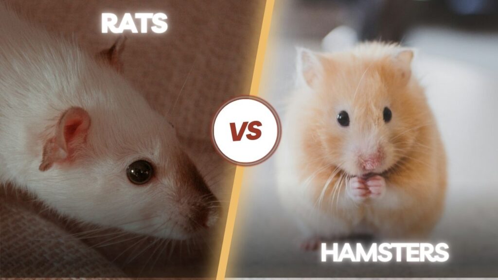 Rats vs hamsters
