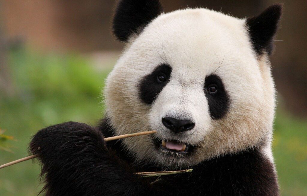 Panda chewing on bamboo.