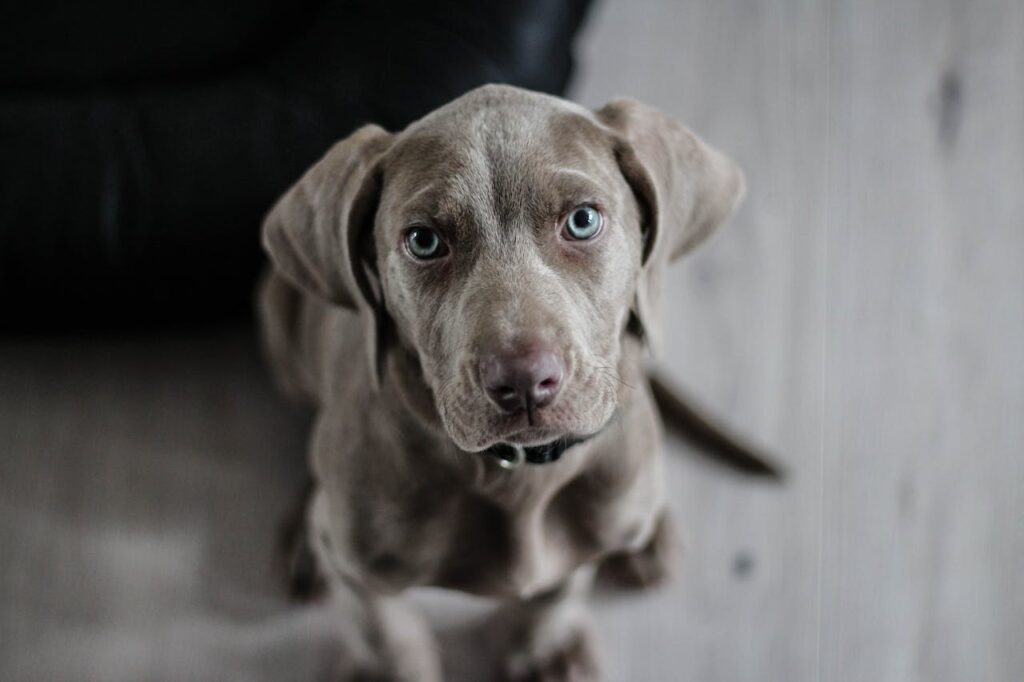 Blue Coated Weimaraner