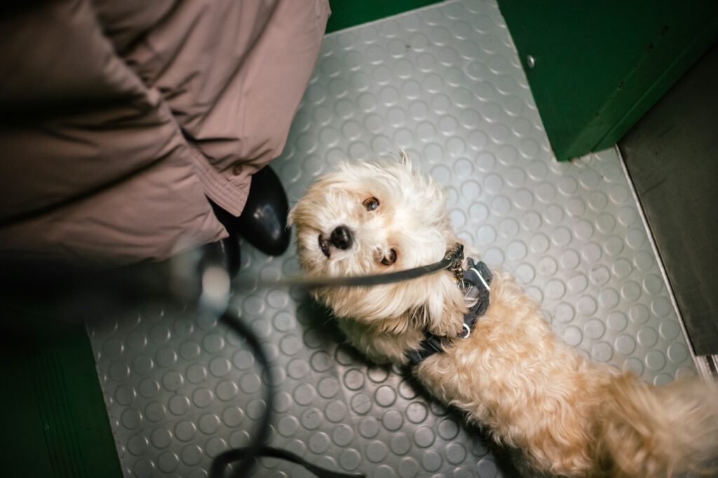 havanese in elevator