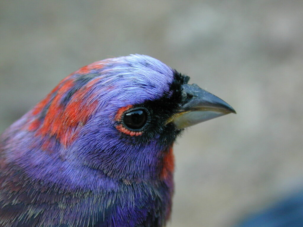 varied bunting