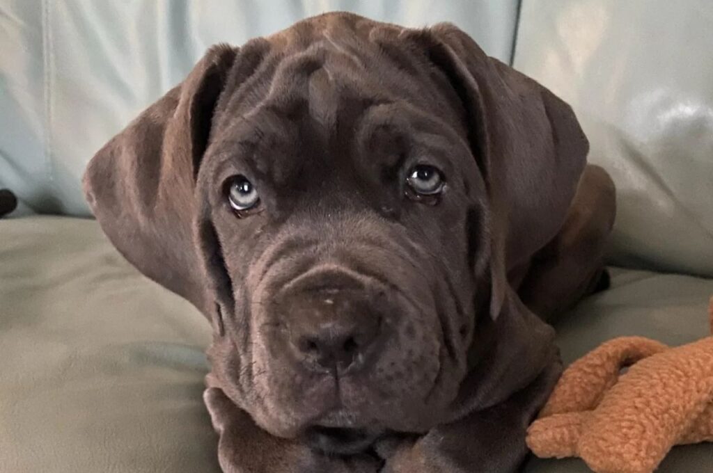 Blue Coated Neapolitan Mastiff