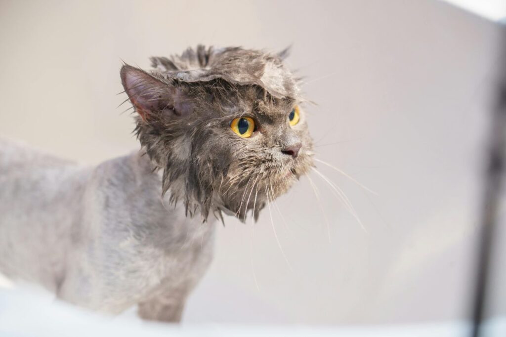 Persian Cat