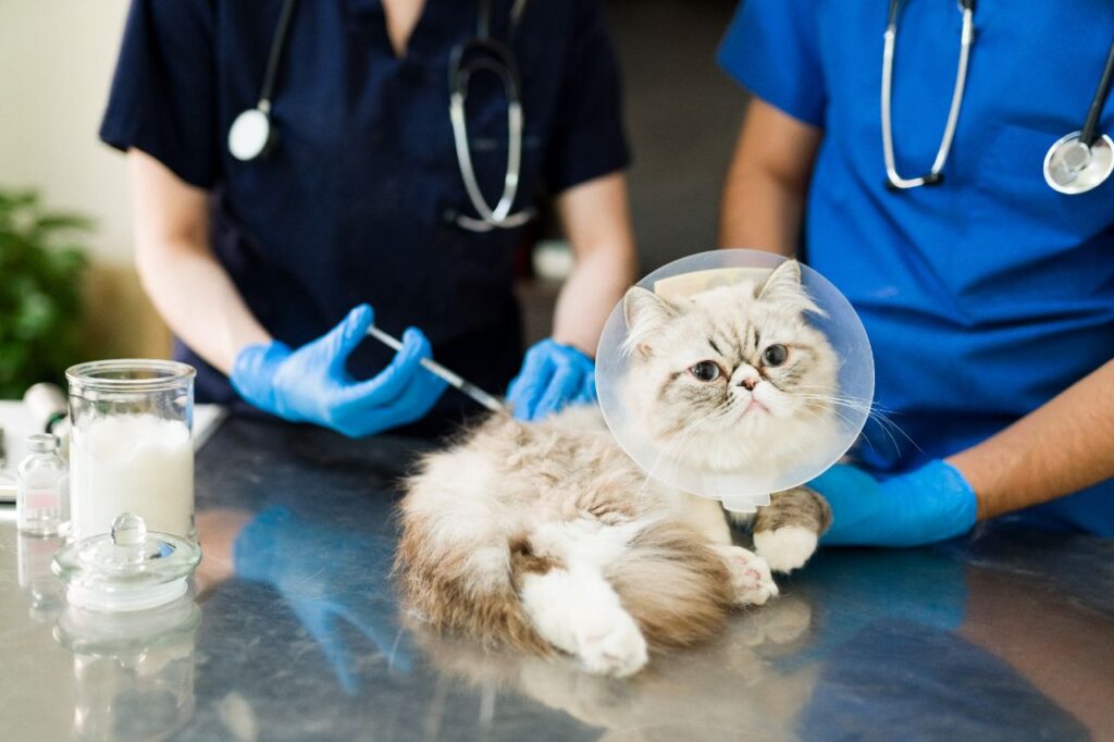 Persian at vet