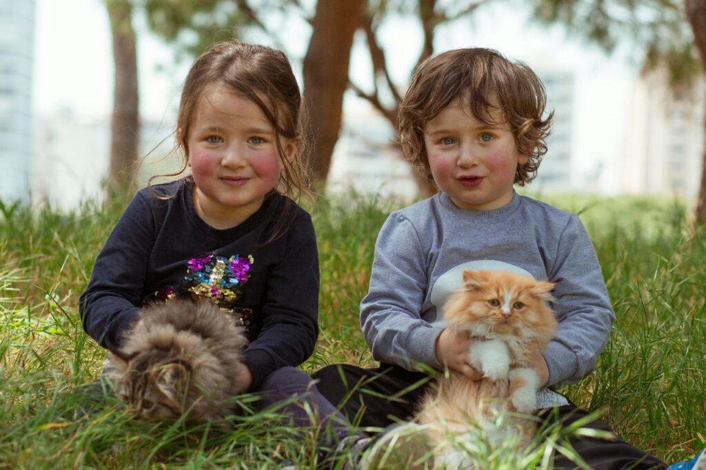 Persian cat Kitten
