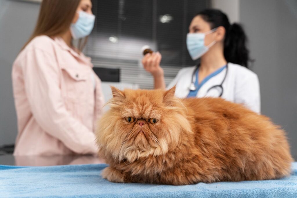 Persian at vet