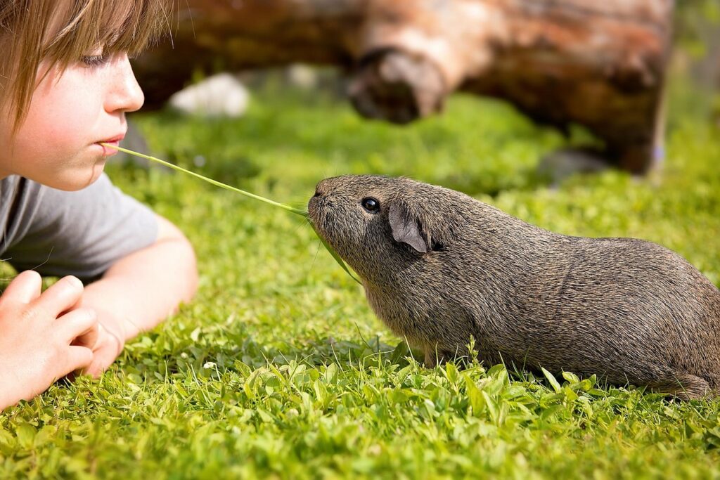 Guinea pig with children