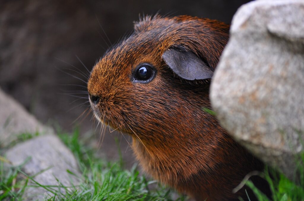 A Guinea Pig peeking