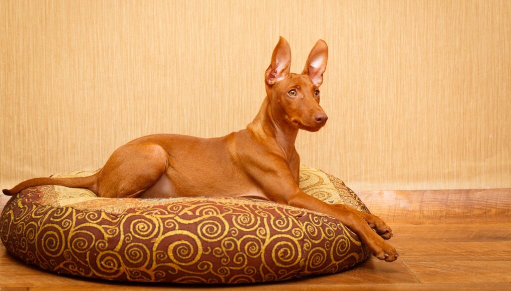 Pharaoh Hound