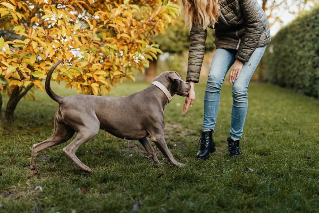 Weimaraner with owner