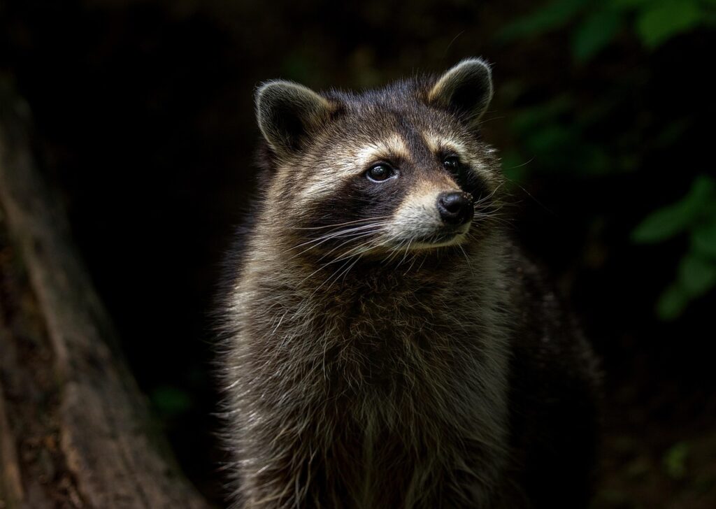 Raccoon after dark