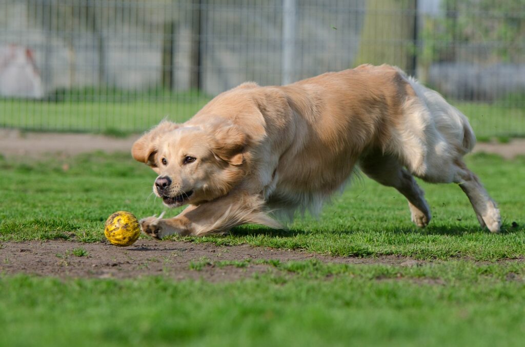 Golden retriever playing with a ball