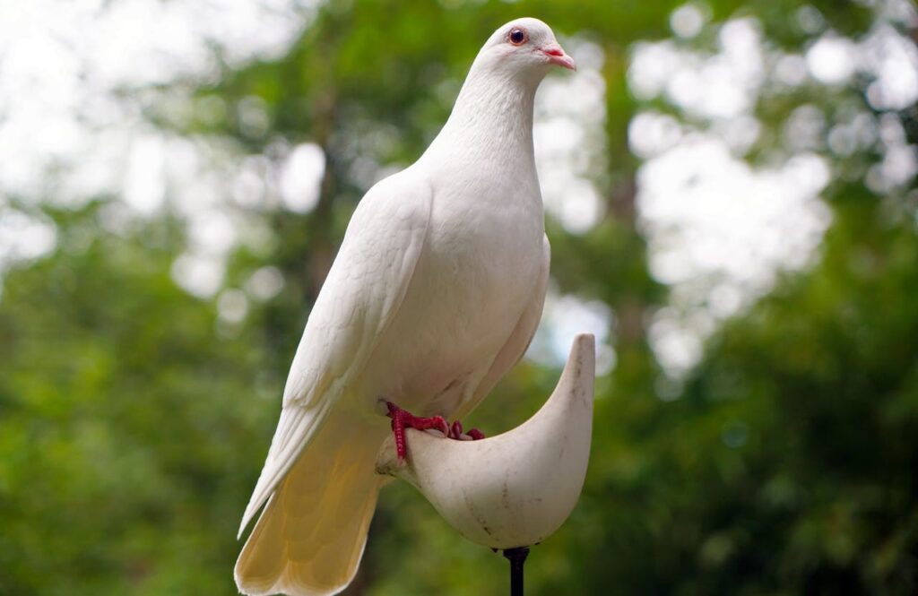 Dove