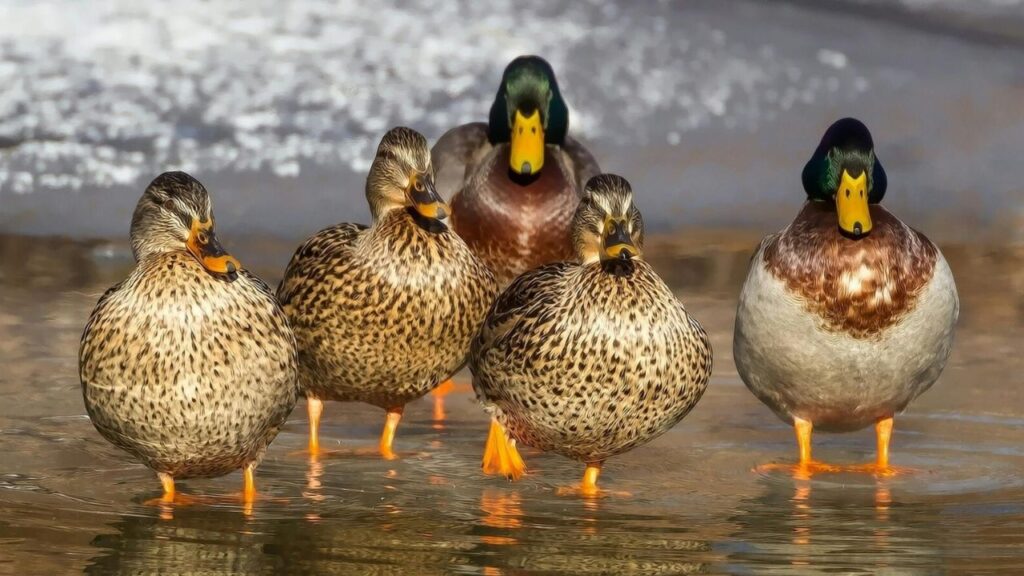 ducks