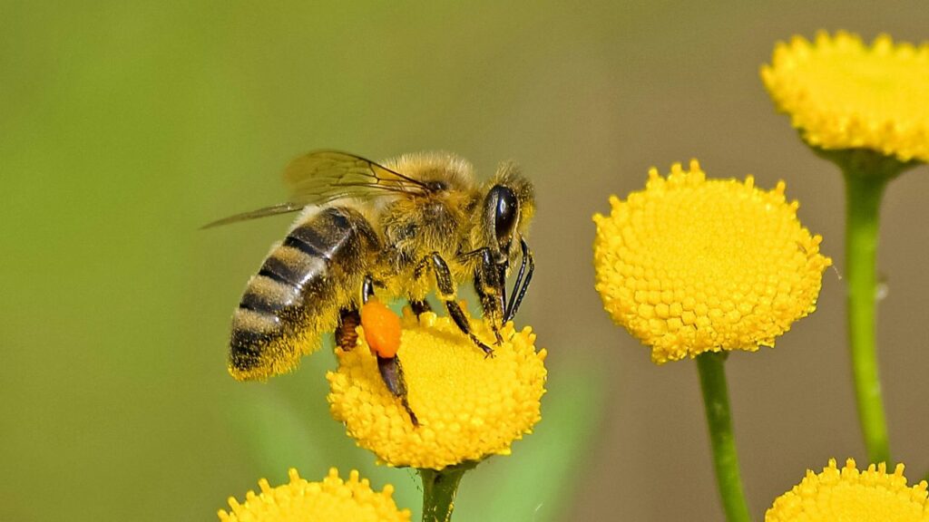 Bee