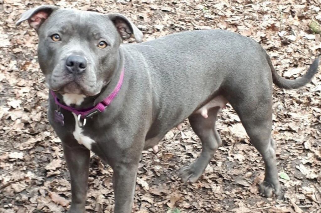 Blue Coated Staffordshire Bull Terrier