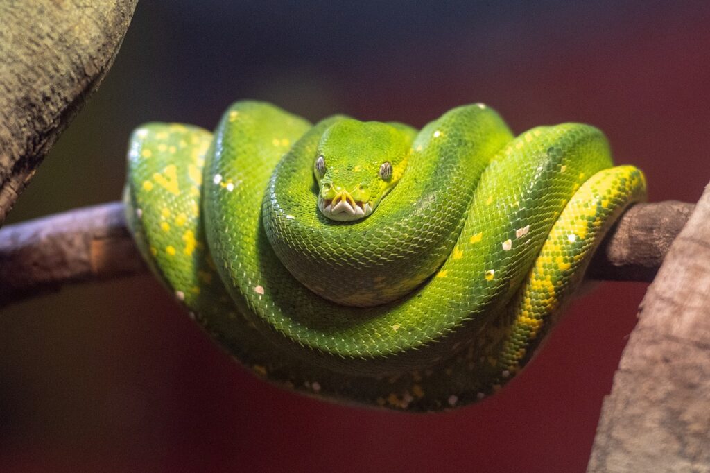 A Coiled Green Tree python