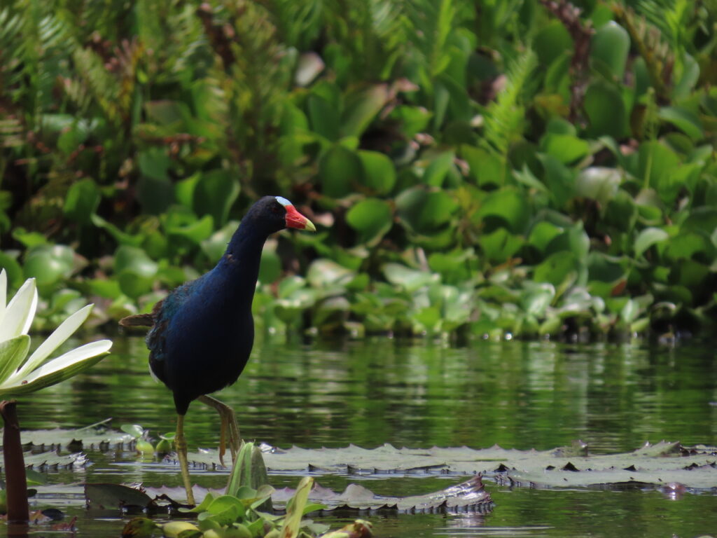 Purple Gallinule
