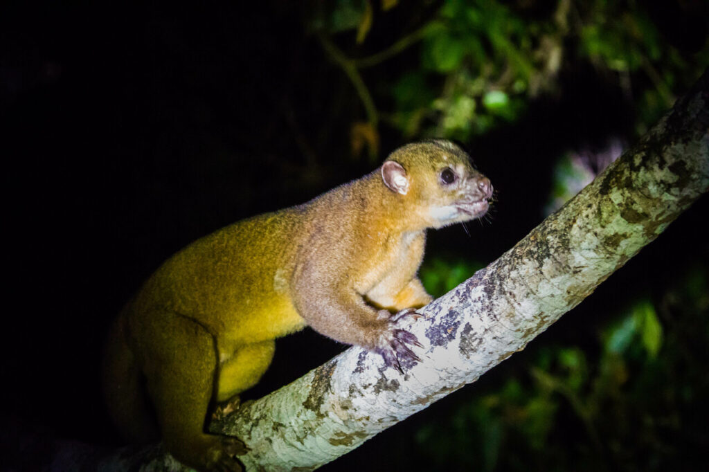 Kinkajous