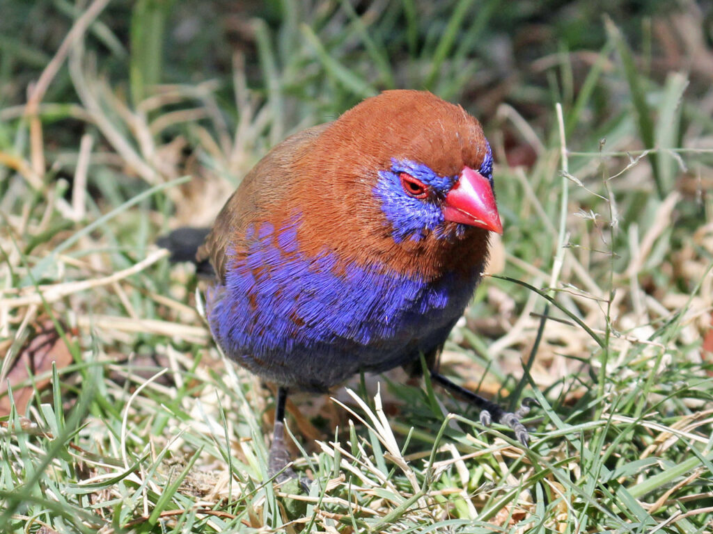 Purple_Grenadier