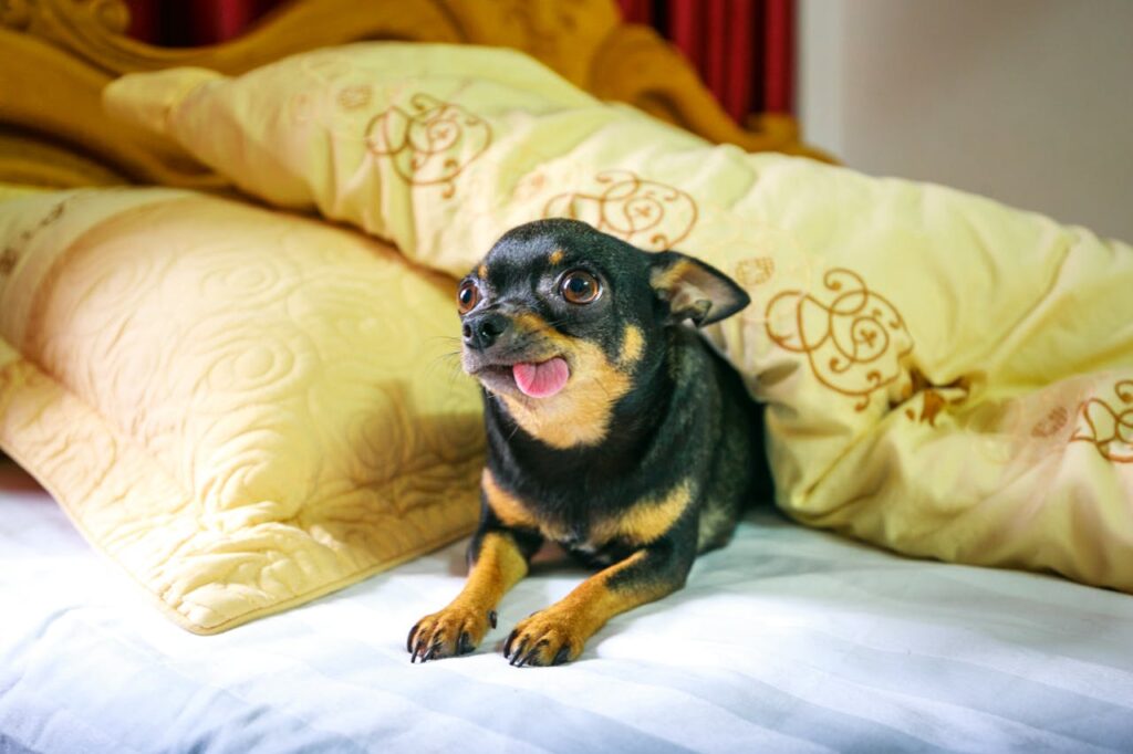 Black and Tan Chihuahua on Bed