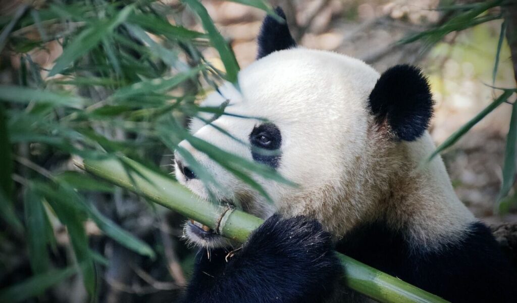 Panda eating bamboo.