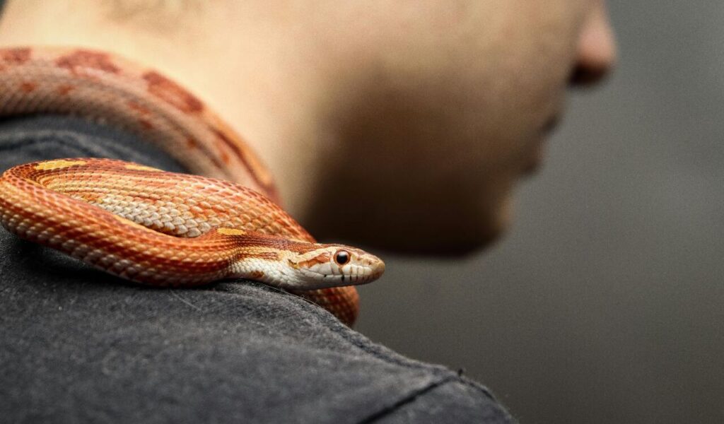 Corn Snake coiled on a shoulder.