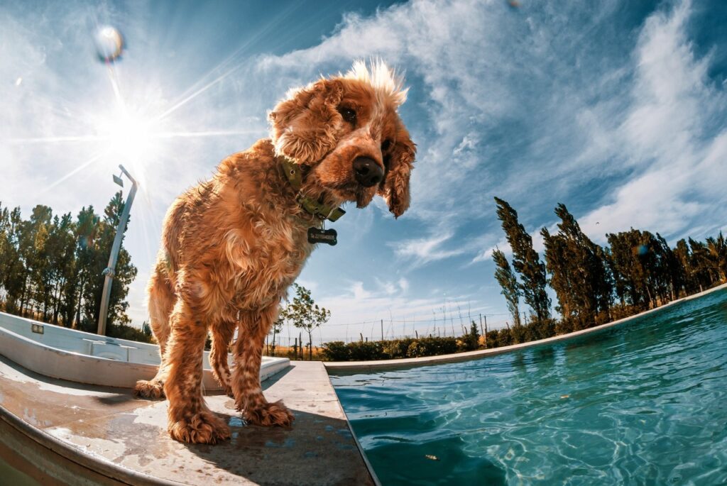 English Cocker Spaniel near swimming pool