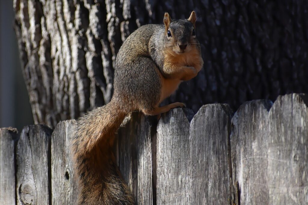 Squirrel on a fence