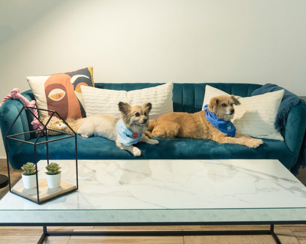 Two dogs sitting on sofa
