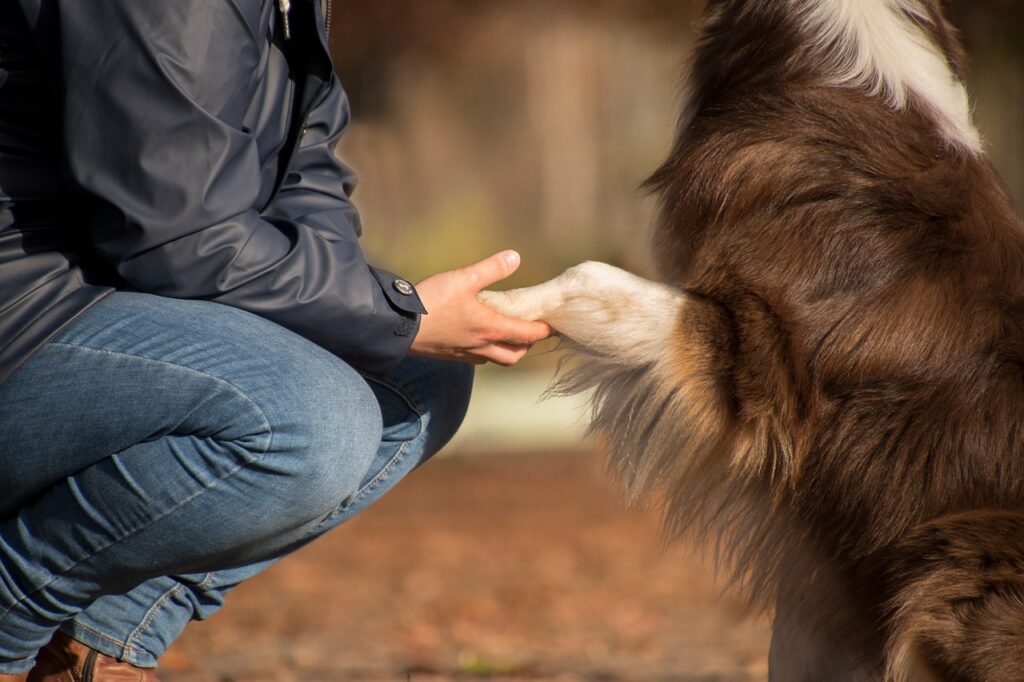 An Australian Shepherd shaking hands
