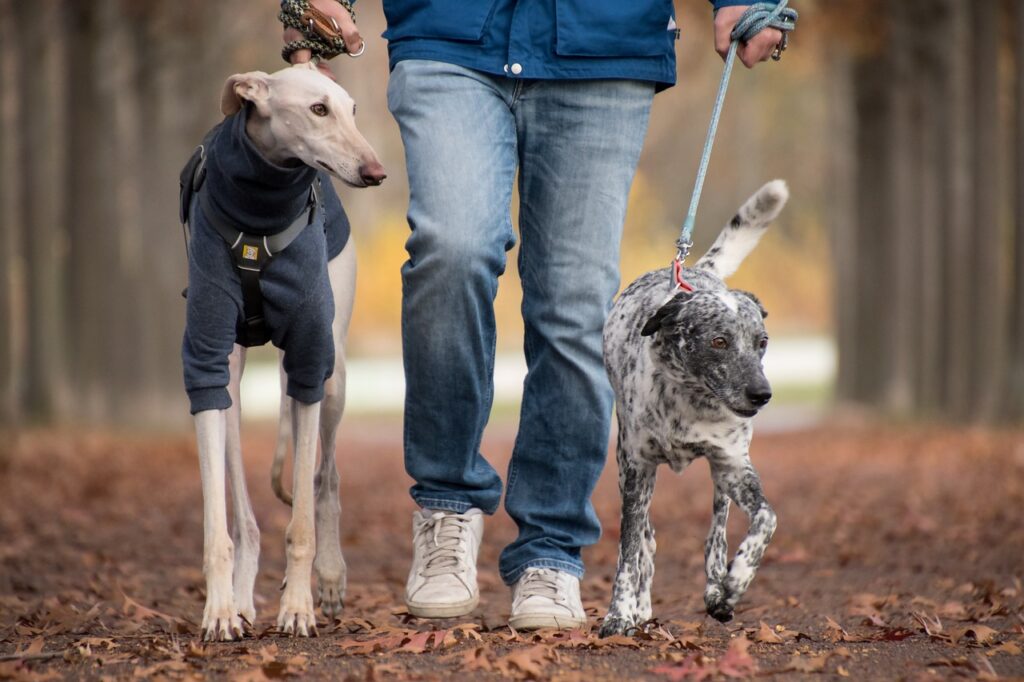 Greyhound on a walk