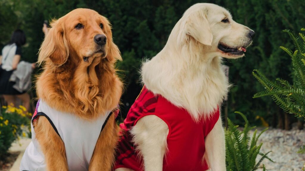 Two golden retriever