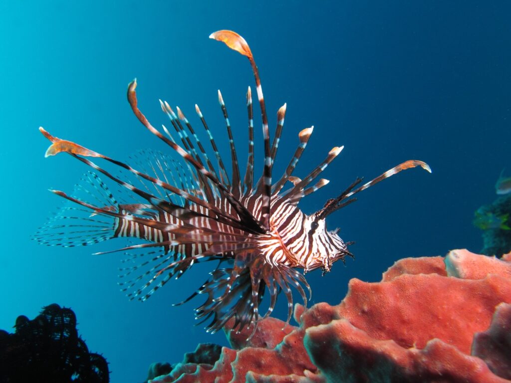 Red lionfish (Pterois volitans)
