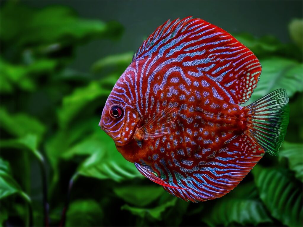 A Discus fish