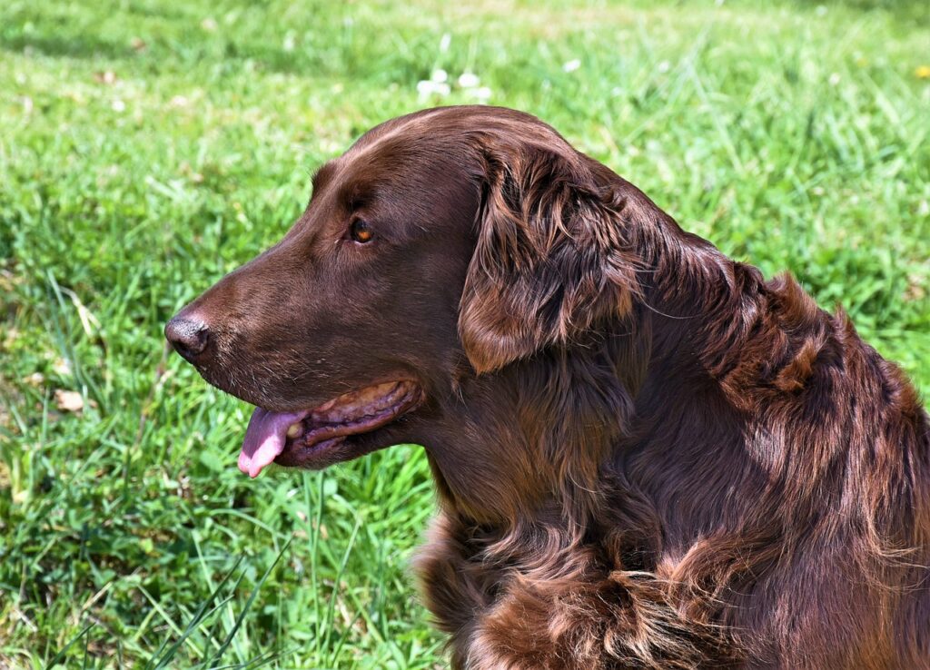 Closeup shot of a Irish setter