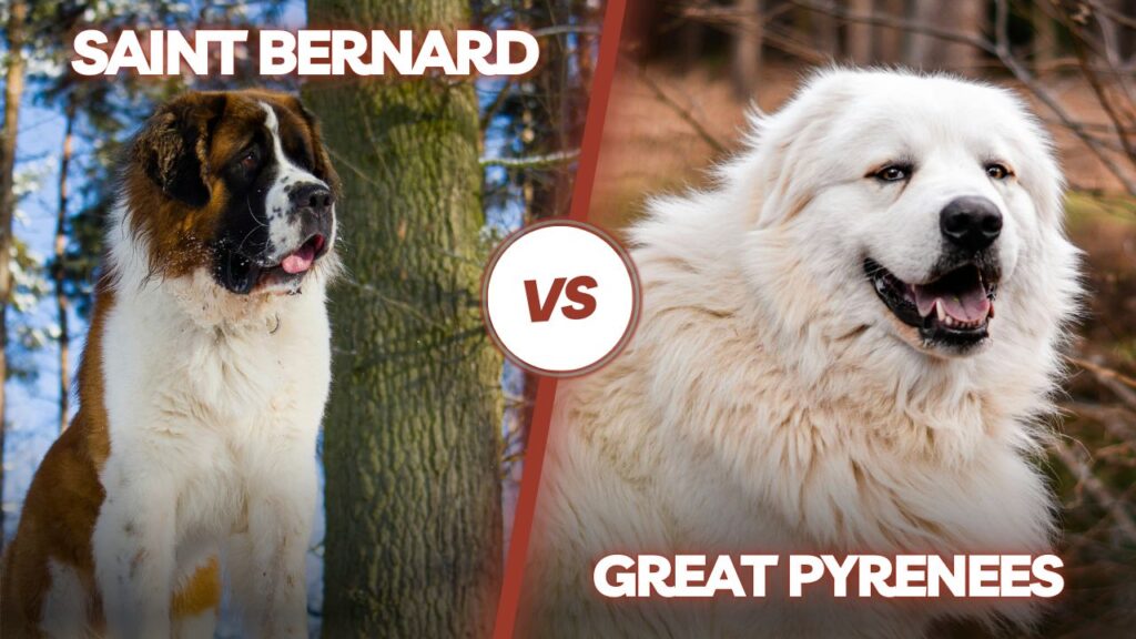 Saint Bernard and Great Pyrenees comparison