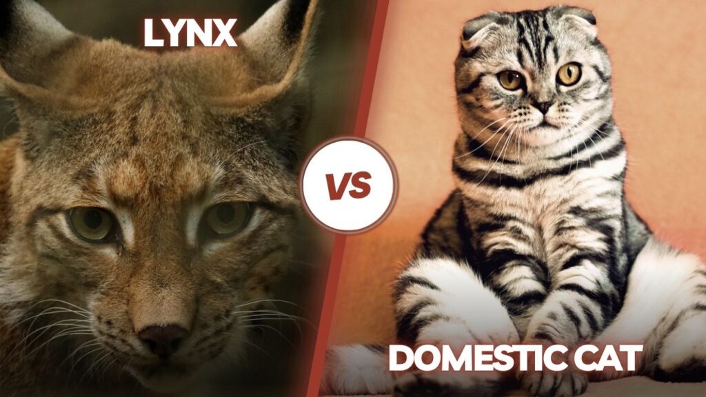 Lynx vs cat