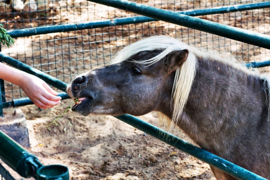 Miniature horse eating