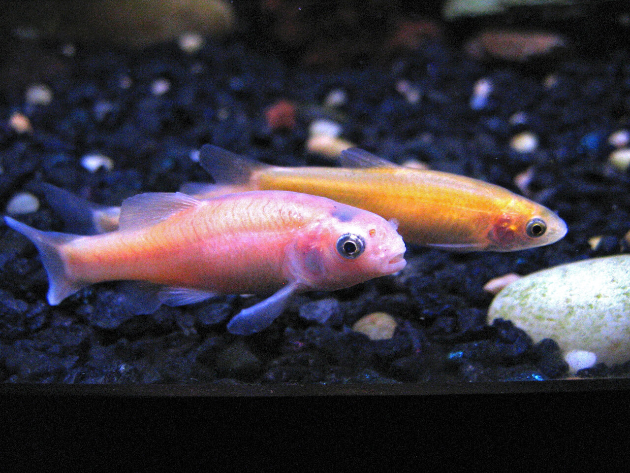 Rosy_Red_Minnows_fullsize