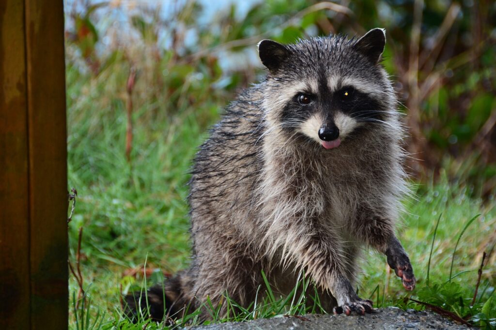  Curious Raccoon