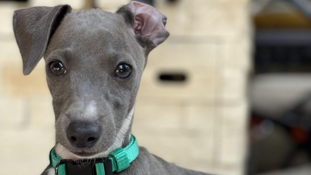 Blue Italian Grey hound