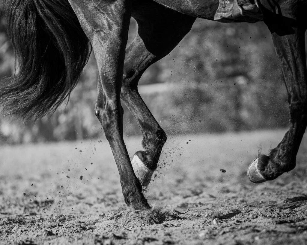Horse leg on mud