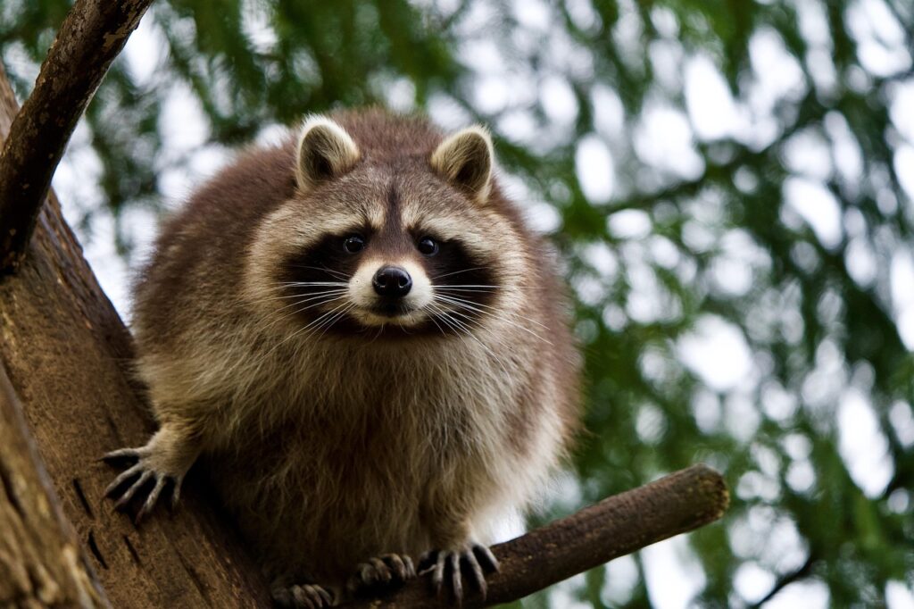 Raccoon's looking at us