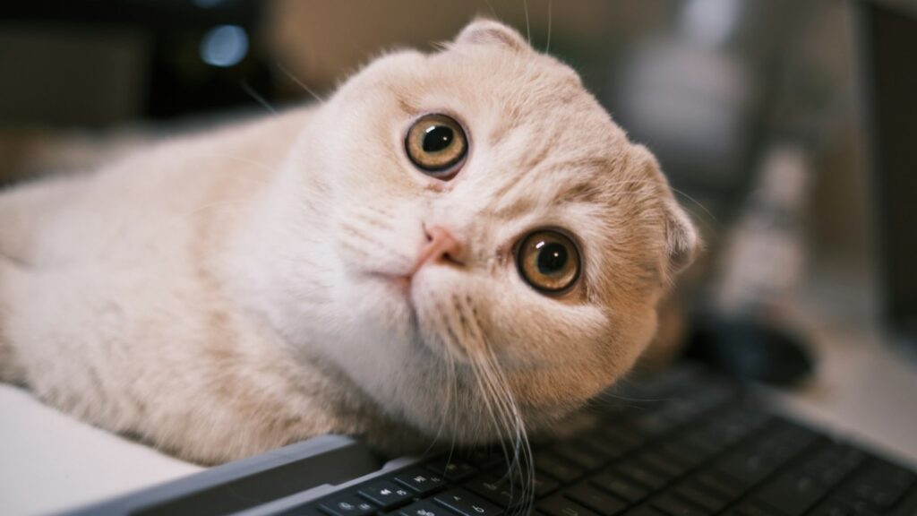 Scottish fold cat on keyboard