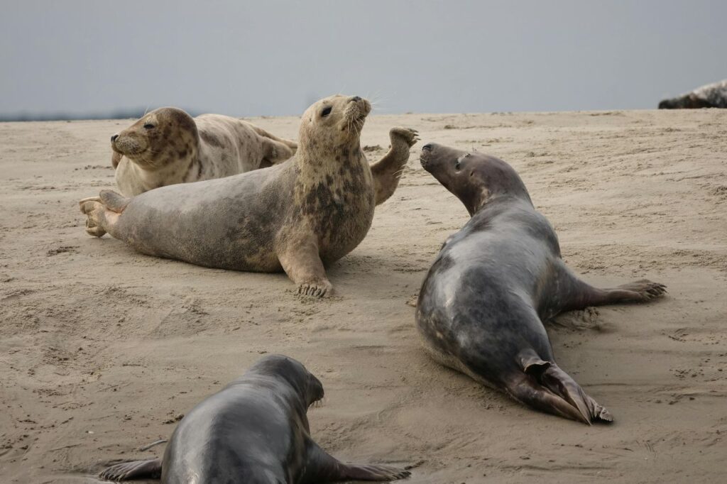 Sea Lions
