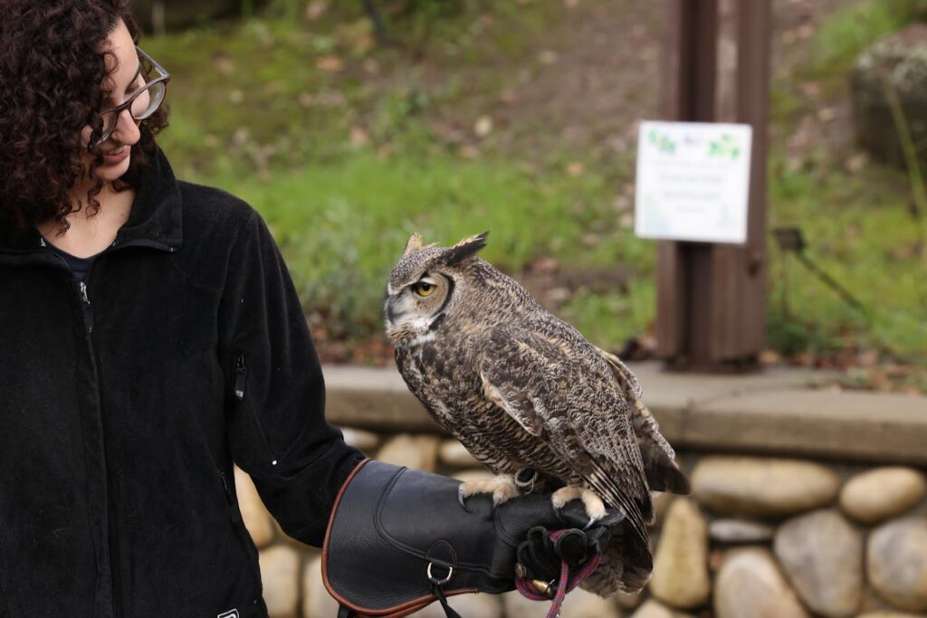 Owl in woman hand