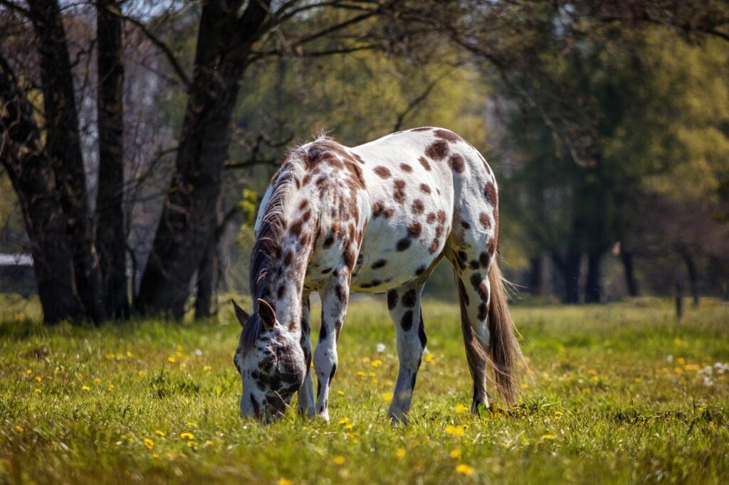 An Appaloosa Horse